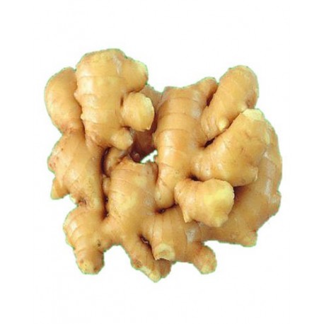Fresh Ginger China 500g
